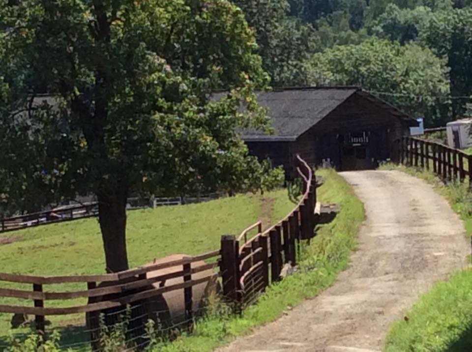 A rail edged drive leads down to Bank Farm stables, a dark brown timber clad large American styled horse riding barn building. The fence is matching the barns in colour and the pony grazing paddocks are lush and green .